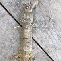 皮皮虾活虾