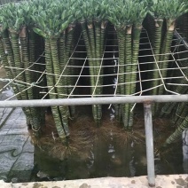 罗汉竹龙竹多头荷花竹五爪竹