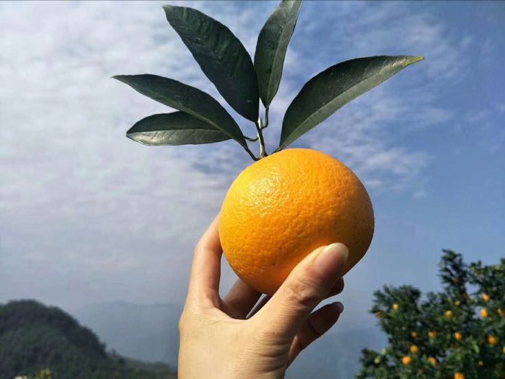 家庭享用赣南脐橙场景