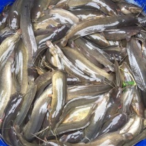 胡子鲶食用