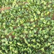 菠菜20~25厘米