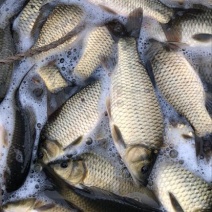 湘云鲫食用