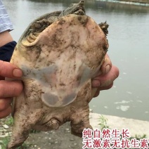 鳖2~2.5斤