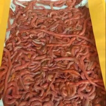鱼饵