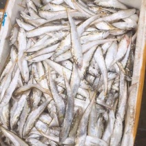 毛刀鱼食用冰鲜鱼