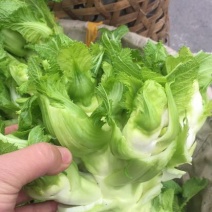 儿菜5两以上