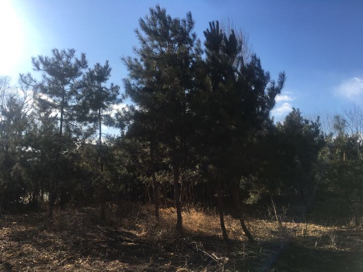 油松树在阳光下生长