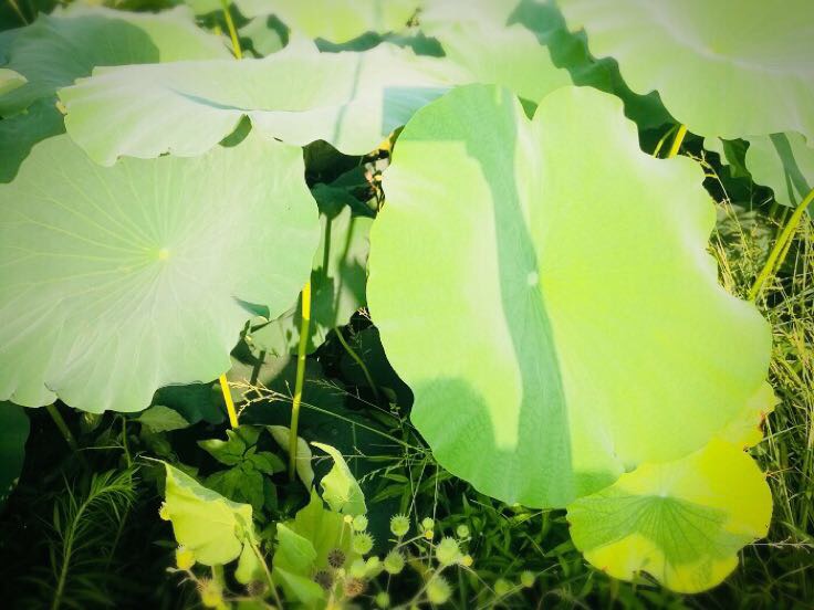 莲藕整体结构示意图