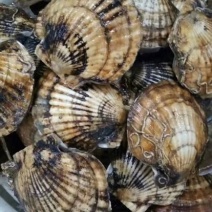 虾夷扇贝食用鲜活3~5只/kg