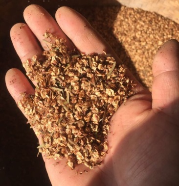 水杉种子 ,原生水杉母树产出的优质种子,发芽率高,包发芽