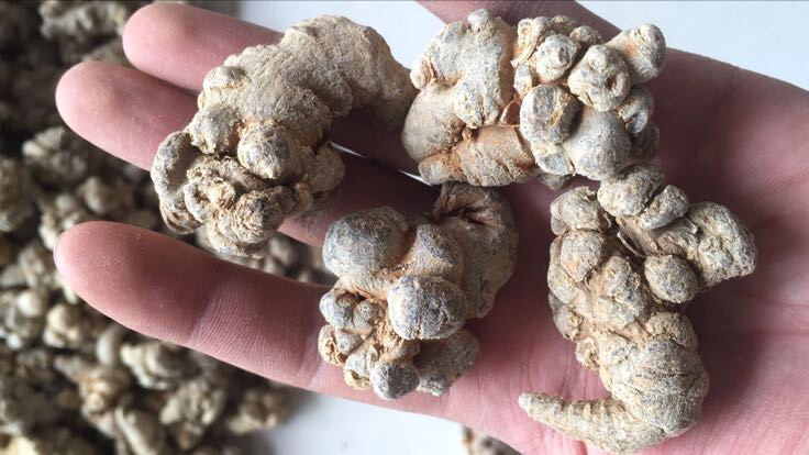 三七植株与干燥根茎特写