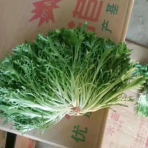 精品苦菊，15～20cm左右，产地直销，诚信为主