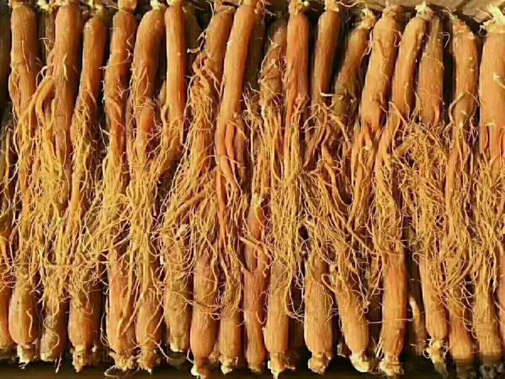 红参与红参须的外观对比图,清晰展示红参主根与红参须的形态区别 红参与红参须对比图