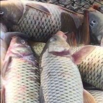 河鲤鱼食用1~2公斤