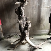 崖柏20cm以上1.5~2米