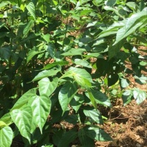 豆腐树苗80~100cm