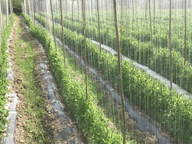 地膜覆盖技术在荷兰豆种植中的应用,用于保温保湿 荷兰豆种植地膜覆盖操作