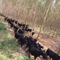 黑山羊种羊30~50斤