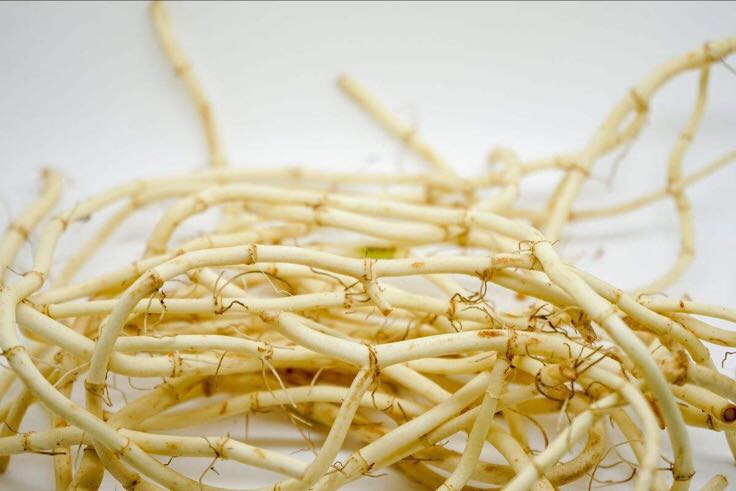 葛根与鱼腥草根对比图