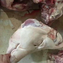 猪头