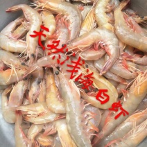 白米虾