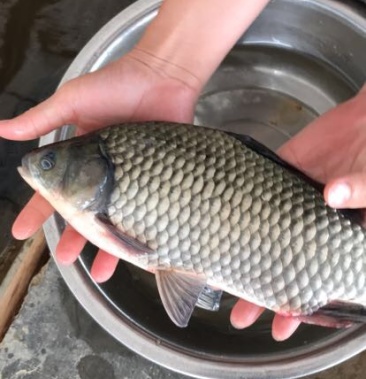 异育银鲫鱼苗中科3号5号全国发货可发快递