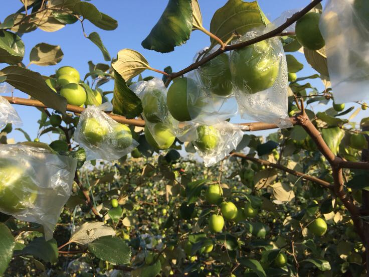 一群游客在阳光明媚的午后于青枣果园中参与采摘活动,大人小孩手持竹篮站在树下摘果,有人正笑着举起刚摘下的青枣,背景有指示牌写着‘欢迎参加2024青枣采摘节’,远处停有几辆私家车,整体氛围轻松愉快,体现农旅融合的乡村新貌 青枣采摘活动场景