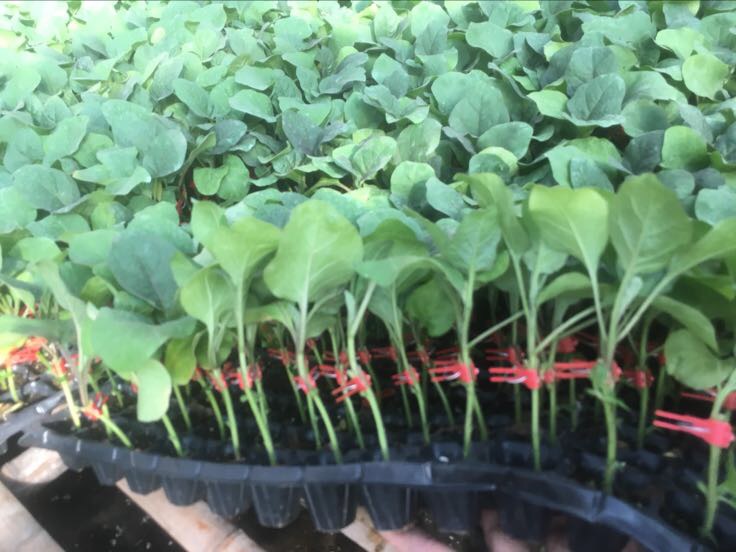 线茄标准化育苗与移栽场景