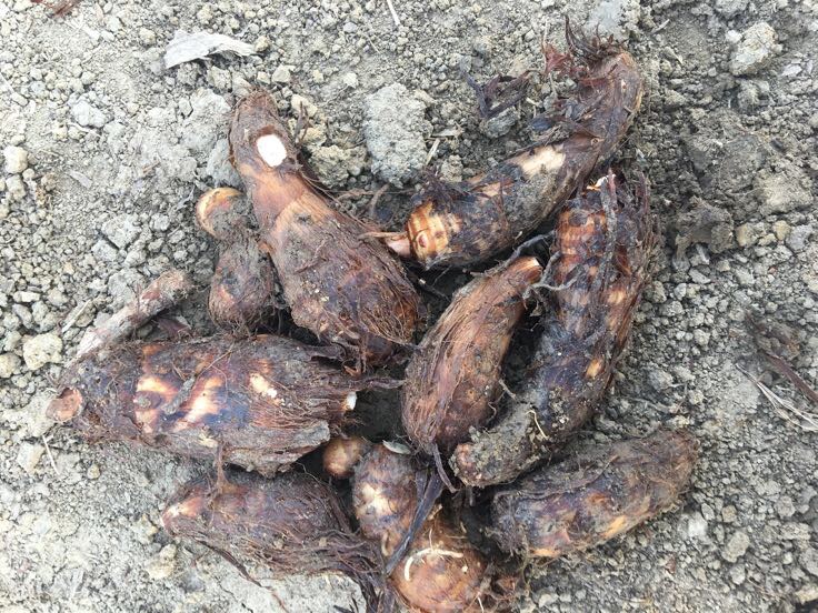 一株成熟的芋头植物,叶片宽大呈心形,根部土壤中露出多个紫褐色外皮的圆形块茎,主块茎较大,周围附着数个小块茎,标注为‘母芋’和‘子芋(芋艿)’ 芋头植株与地下块茎分布示意图