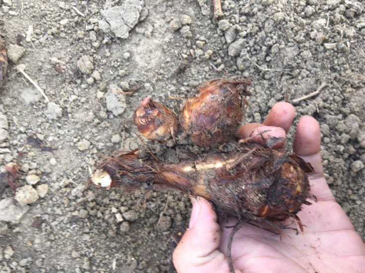 香芋地瓜球的食材准备