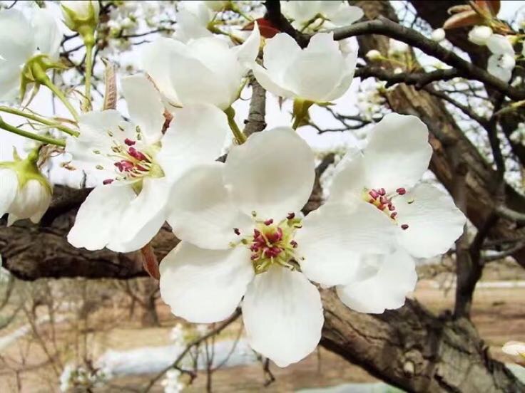 一朵盛开的白梨花,花瓣五瓣,白色带淡粉晕,花蕊明显;叶片椭圆形,边缘具锯齿,叶面深绿色有光泽,叶背略浅,叶脉清晰。背景为春季果园,枝条疏朗,土壤呈褐色 白梨花朵与叶片特写
