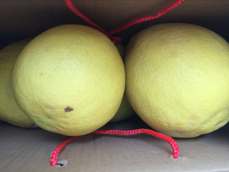 精美的沙田柚礼盒摆放在节日餐桌上,红色包装与金黄果皮相映成趣,营造出浓厚的节日氛围 节日沙田柚礼盒