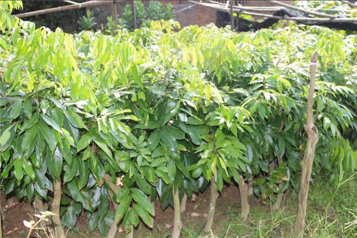 果园中的无核荔枝苗木