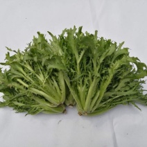 苦菊10~12cm