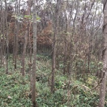 栾树10~12cm14~16cm4米以上