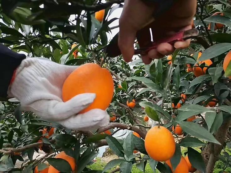 甜橙春季修剪管理