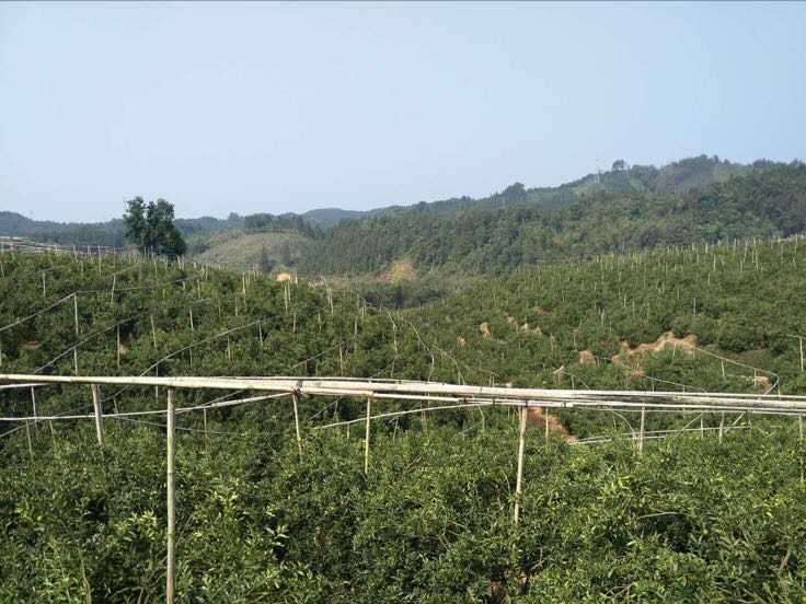 广西桂林山区金桔种植园航拍画面,成片绿树挂满金黄色果实,农民正在采摘,体现金桔作为地方特色农产品的生态种植场景 金桔果园实景图