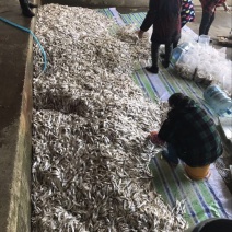 毛刀鱼食用冰鲜鱼