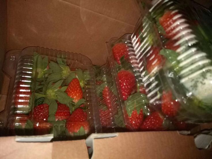 展示草莓奶油盒子的分层结构,清晰可见饼干底、奶油层、草莓片与顶部草莓装饰 草莓奶油盒子分层结构展示