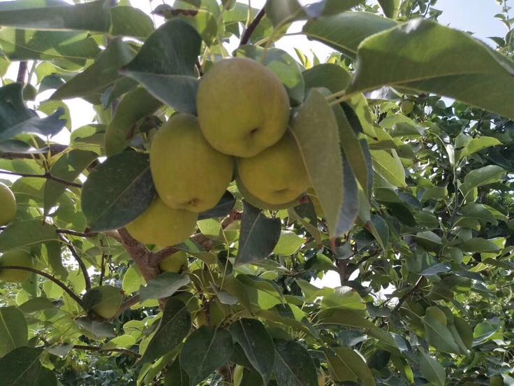 内蒙古达拉特旗鄂尔香梨人工采摘现场实拍,展示果农轻柔摘果过程,突出果实外观品质与生态种植管理细节 一位果农正在果园中手工采摘成熟的鄂尔香梨,果实呈金黄色,果面光滑有光泽,背景为整齐排列的梨树,清晨露水未干,体现生态种植环境