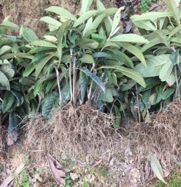早钟六号枇杷苗,基地直供,品种纯正,量大从优,价格美丽