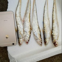 毛刀鱼食用冰鲜鱼
