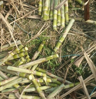 甘蔗苗 黄皮甘蔗苗 水果甘蔗苗 黄皮果蔗糜17牙