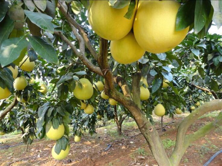 沙田柚果园成熟果实特写