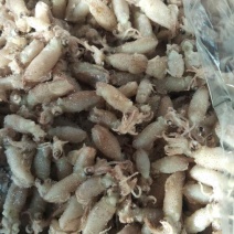 虾皮一级