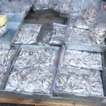 毛刀鱼食用冰鲜鱼