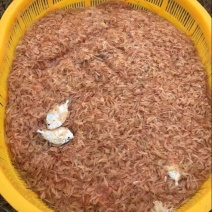 虾皮一级