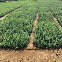 卫矛高度30-50高基地直销南北方种植室内室外