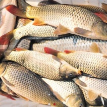 池鲤鱼食用1~2公斤