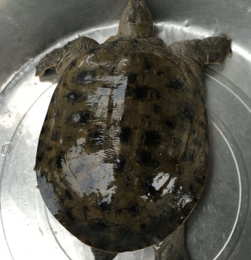 野外生存甲鱼本地中华鳖老鳖土甲鱼